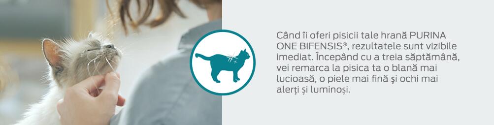 Blană lucioasă Blană lucioasă