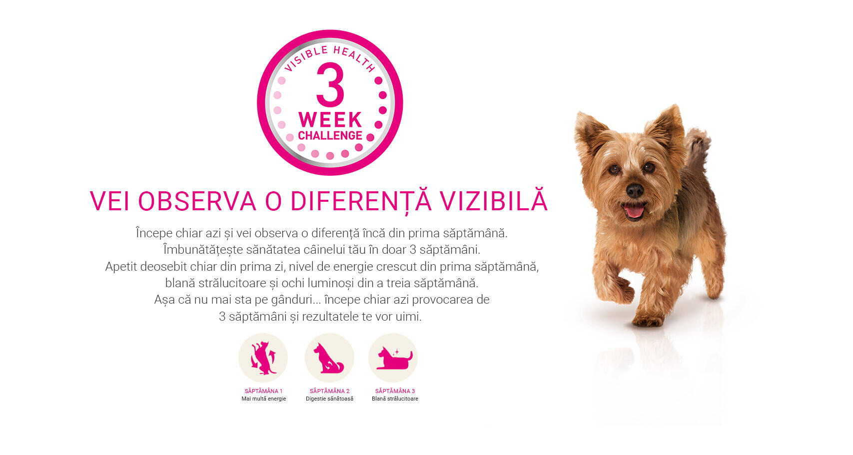 Dog Mini footer Dog Mini footer