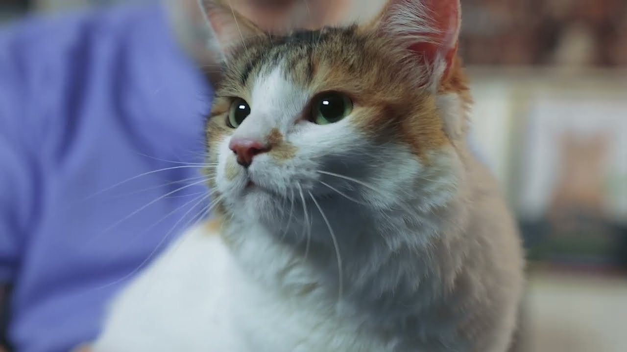 Purina se implica video