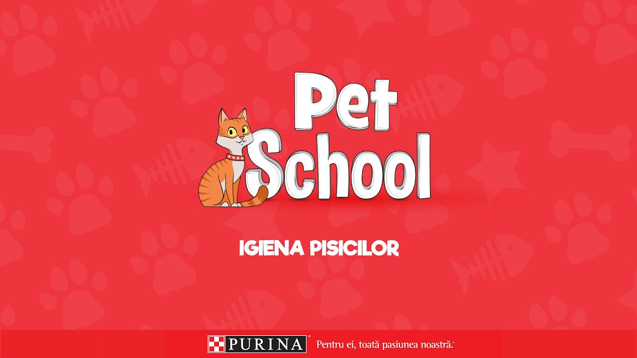 Igiena si ingrijirea pisicilor | PURINA PetSchool