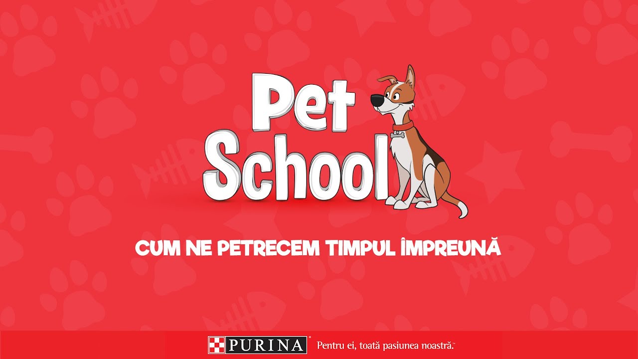 4 jocuri și exerciții fizice pentru câinele tău